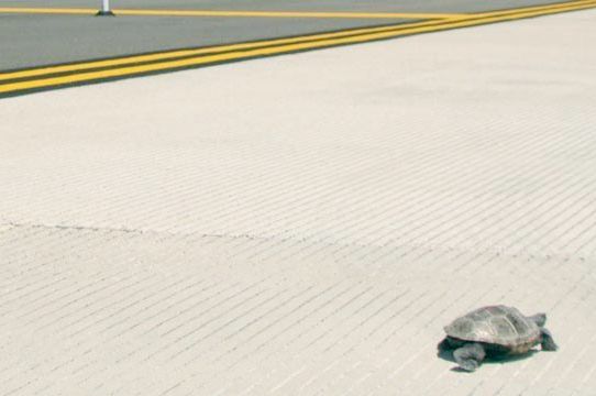 One of the turtles crossing JFK last year